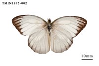 藏品(淡褐脈粉蝶)的圖片